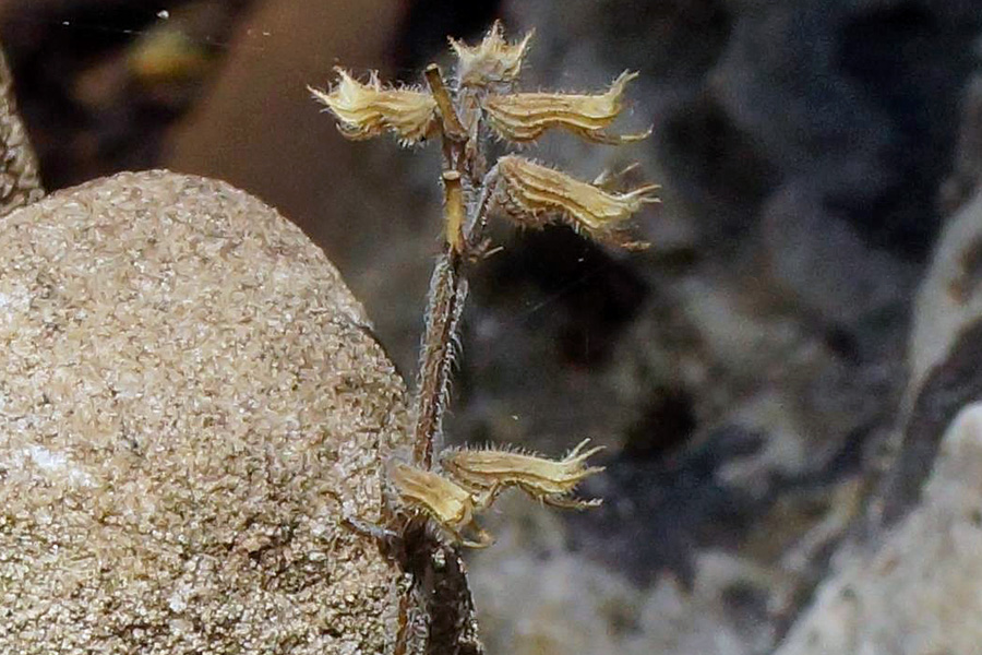 Ziziphora sardoa (=Acinos sardous) / Acino di Sardegna